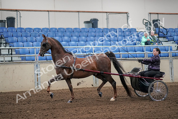 2019 Morgan Horse Show - Aug 30, 2019 - 13080