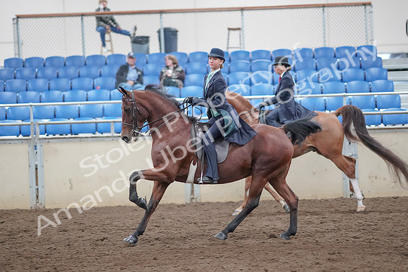 2019 Morgan Horse Show - Aug 31, 2019 - 08822