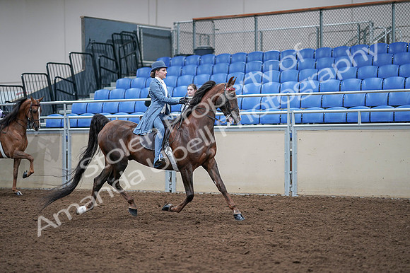 2020 - AB Morgan Horse - Fri, Sept 04 - 05059