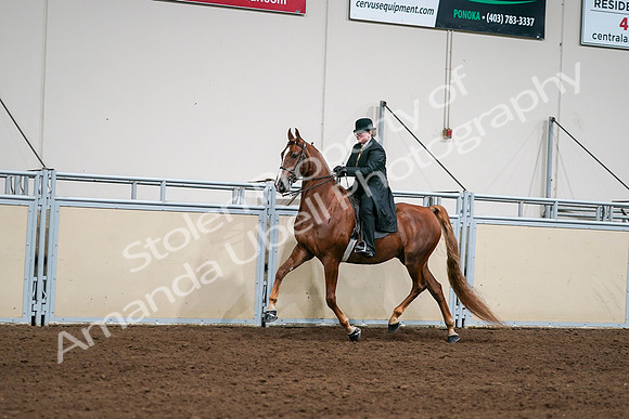 2020 - AB Morgan Horse - Sat, Sept 05 - 08034