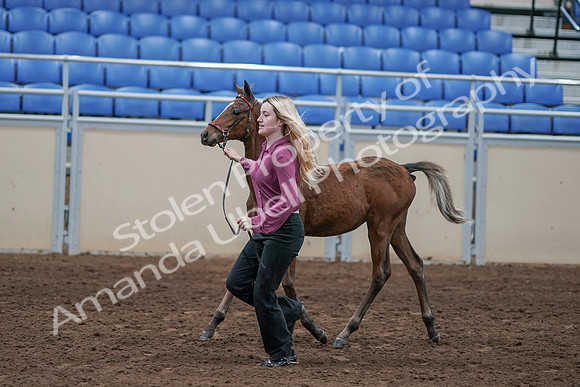 2020 - AB Morgan Horse - Sat, Sept 05 - 00472