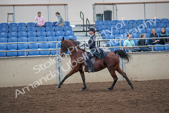 2019 Morgan Horse Show - Aug 31, 2019 - 08860