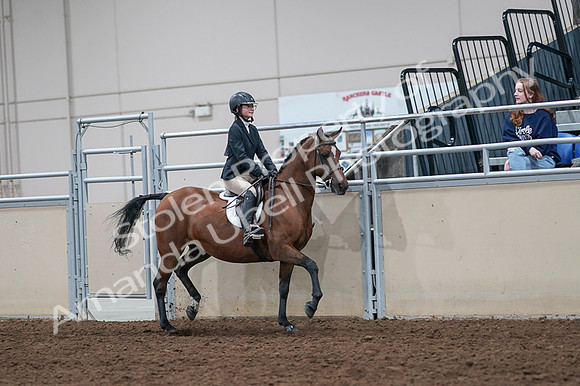 2020 - AB Morgan Horse - Fri, Sept 04 - 02173