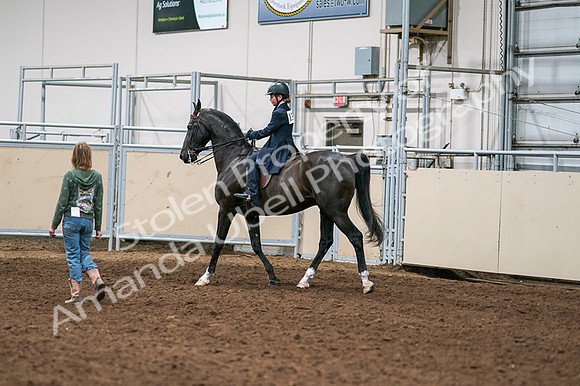 2020 - AB Morgan Horse - Fri, Sept 04 - 03269