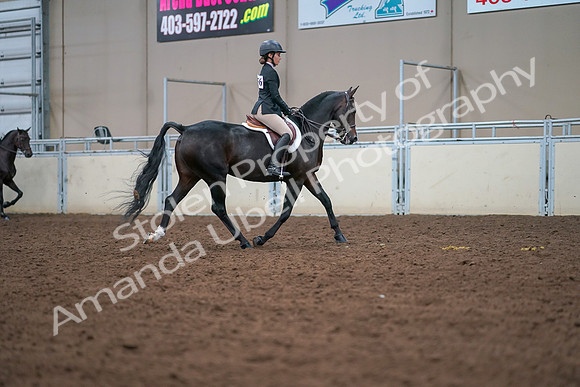 2019 Morgan Horse Show - Aug 30, 2019 - 20949