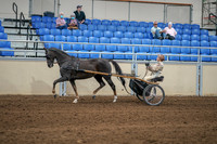 2020 - AB Morgan Horse - Sat, Sept 05 - 05850