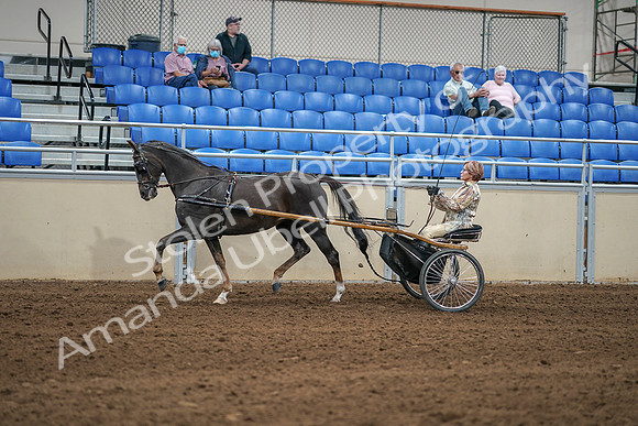 2020 - AB Morgan Horse - Sat, Sept 05 - 05850