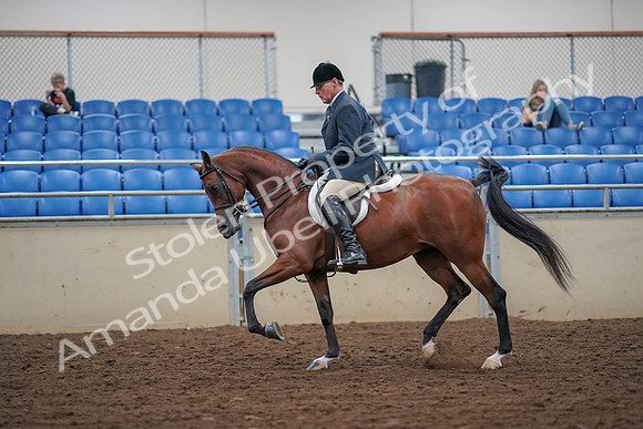 2019 Morgan Horse Show - Aug 30, 2019 - 16134
