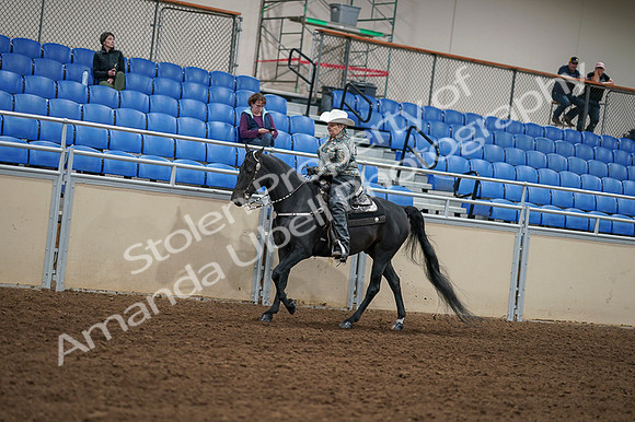 2020 - AB Morgan Horse - Fri, Sept 04 - 03552