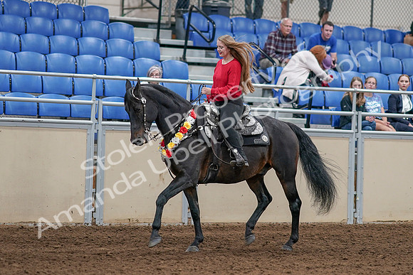 2020 - AB Morgan Horse - Sat, Sept 05 - 10424