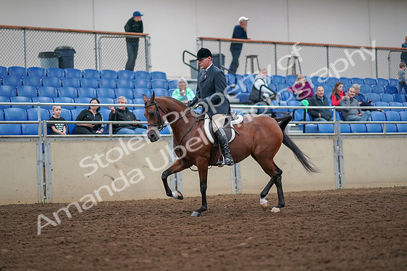 2019 Morgan Horse Show - Aug 30, 2019 - 16274