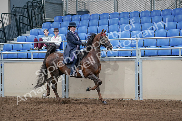 2020 - AB Morgan Horse - Fri, Sept 04 - 08085