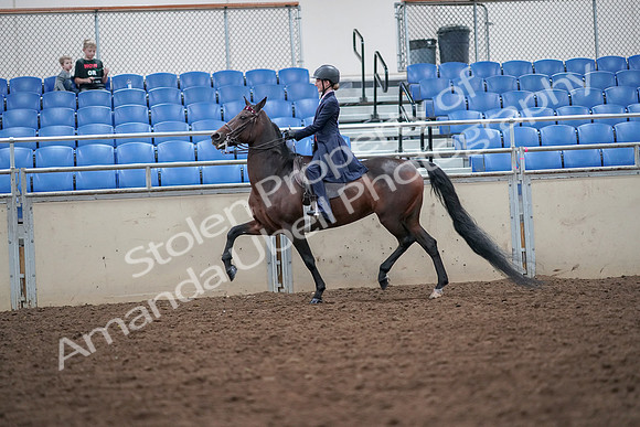 2019 Morgan Horse Show - Aug 30, 2019 - 17807