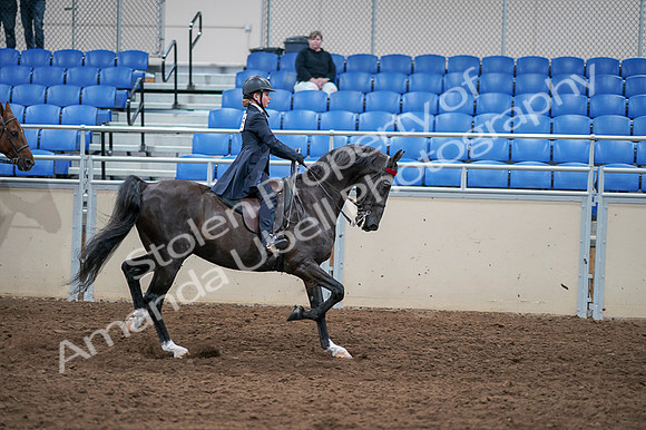2020 - AB Morgan Horse - Fri, Sept 04 - 03168