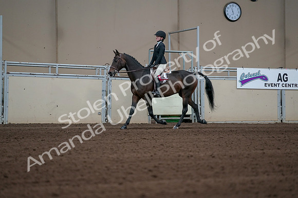 2019 Morgan Horse Show - Sept 01, 2019 - 03974