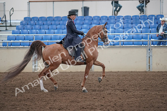2019 Morgan Horse Show - Sept 01, 2019 - 12087