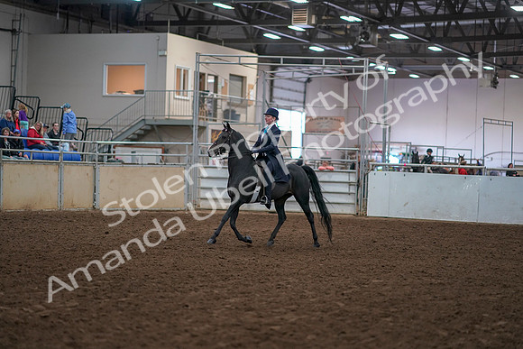 2019 Morgan Horse Show - Aug 30, 2019 - 12153