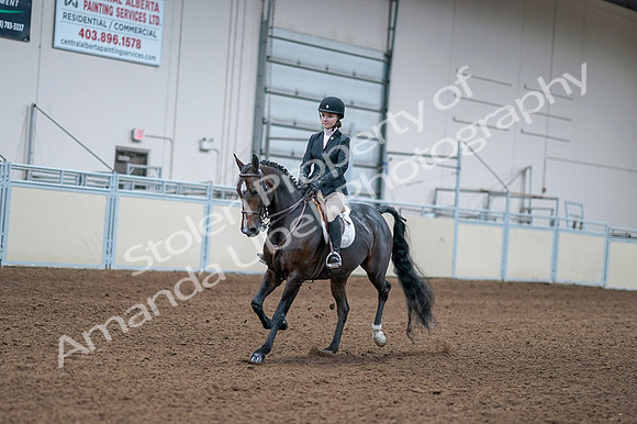 2020 - AB Morgan Horse - Fri, Sept 04 - 06156