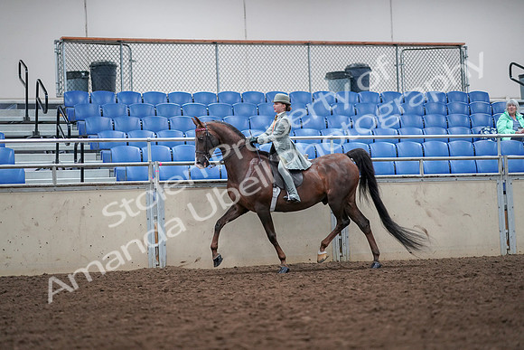 2019 Morgan Horse Show - Aug 30, 2019 - 17864