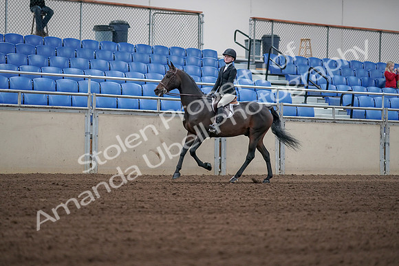 2019 Morgan Horse Show - Sept 01, 2019 - 03744