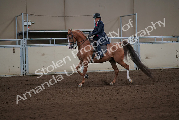 2019 Morgan Horse Show - Sept 01, 2019 - 11903