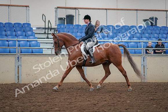 2019 Morgan Horse Show - Aug 30, 2019 - 16005
