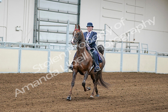 2020 - AB Morgan Horse - Fri, Sept 04 - 08178