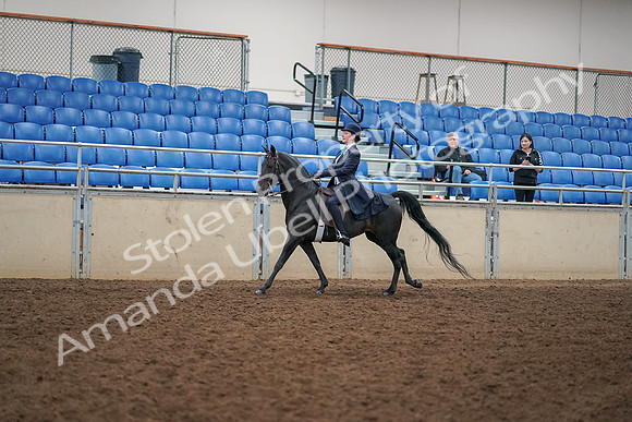 2019 Morgan Horse Show - Aug 30, 2019 - 12323