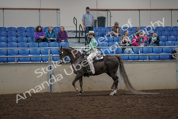 2019 Morgan Horse Show - Aug 30, 2019 - 25942
