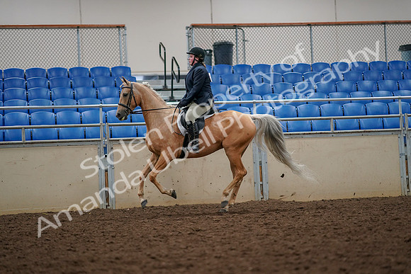 2019 Morgan Horse Show - Aug 30, 2019 - 22369