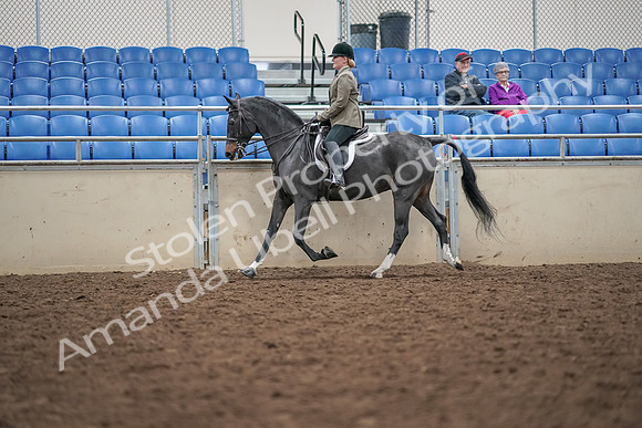 2019 Morgan Horse Show - Aug 30, 2019 - 20291