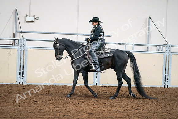 2020 - AB Morgan Horse - Sat, Sept 05 - 08908