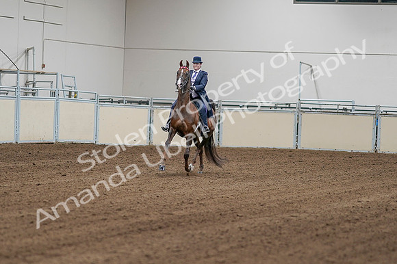 2020 - AB Morgan Horse - Fri, Sept 04 - 08144