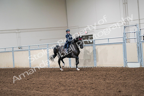 2020 - AB Morgan Horse - Fri, Sept 04 - 03114