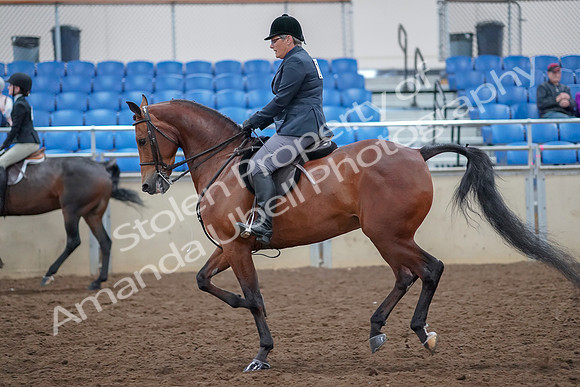 2019 Morgan Horse Show - Aug 30, 2019 - 20579