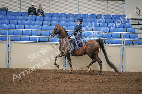 2020 - AB Morgan Horse - Fri, Sept 04 - 08017
