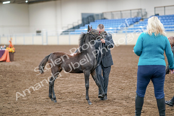 2020 - AB Morgan Horse - Sat, Sept 05 - 00491