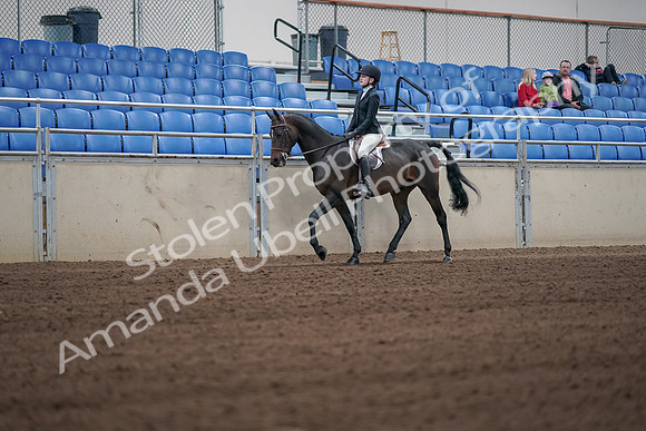 2019 Morgan Horse Show - Sept 01, 2019 - 03694