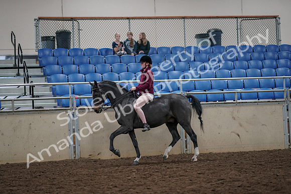 2019 Morgan Horse Show - Aug 30, 2019 - 31142