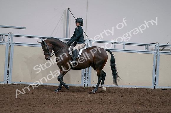 2020 - AB Morgan Horse - Fri, Sept 04 - 05949