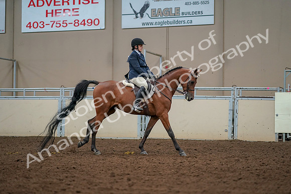 2019 Morgan Horse Show - Aug 30, 2019 - 22496