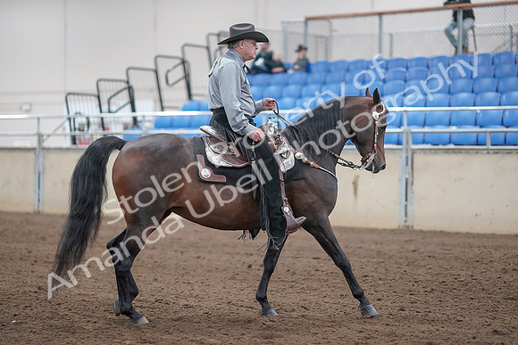 2019 Morgan Horse Show - Sept 01, 2019 - 07022
