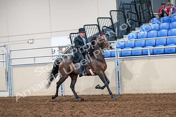 2020 - AB Morgan Horse - Sat, Sept 05 - 08141