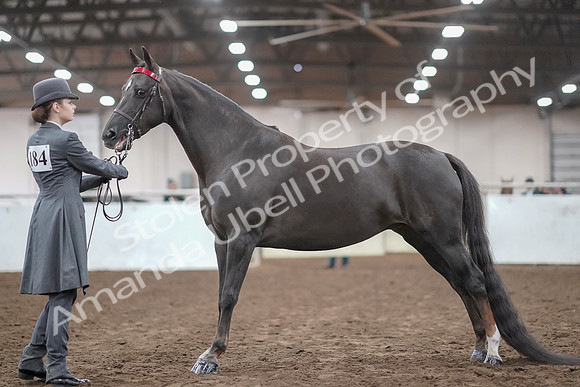 2019 Morgan Horse Show - Aug 31, 2019 - 01934