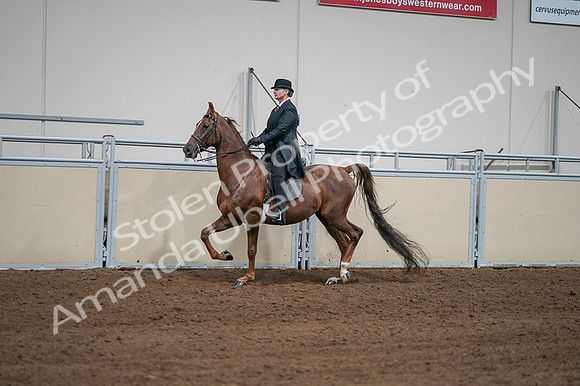 2020 - AB Morgan Horse - Fri, Sept 04 - 07969