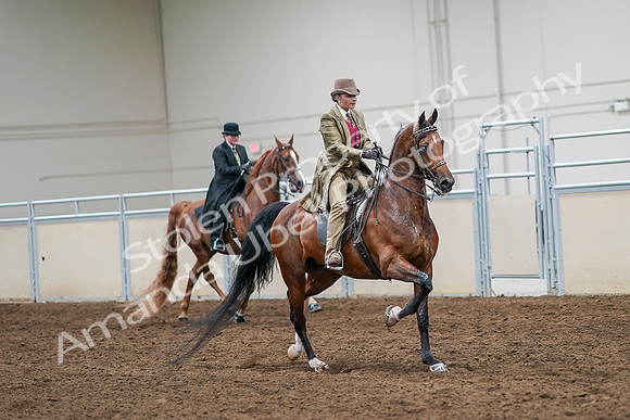 2020 - AB Morgan Horse - Sat, Sept 05 - 08226