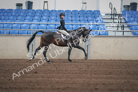 2019 Morgan Horse Show - Sept 01, 2019 - 03894