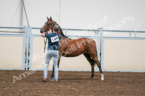 2020 - AB Morgan Horse - Sat, Sept 05 - 00548