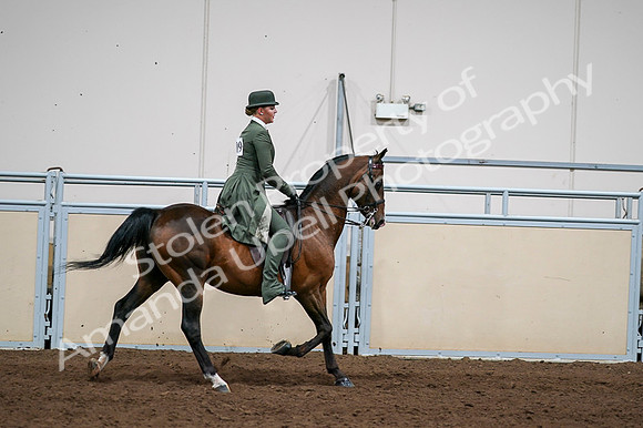 2020 - AB Morgan Horse - Fri, Sept 04 - 03393