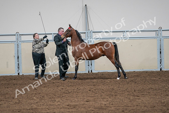 2020 - AB Morgan Horse - Fri, Sept 04 - 07616